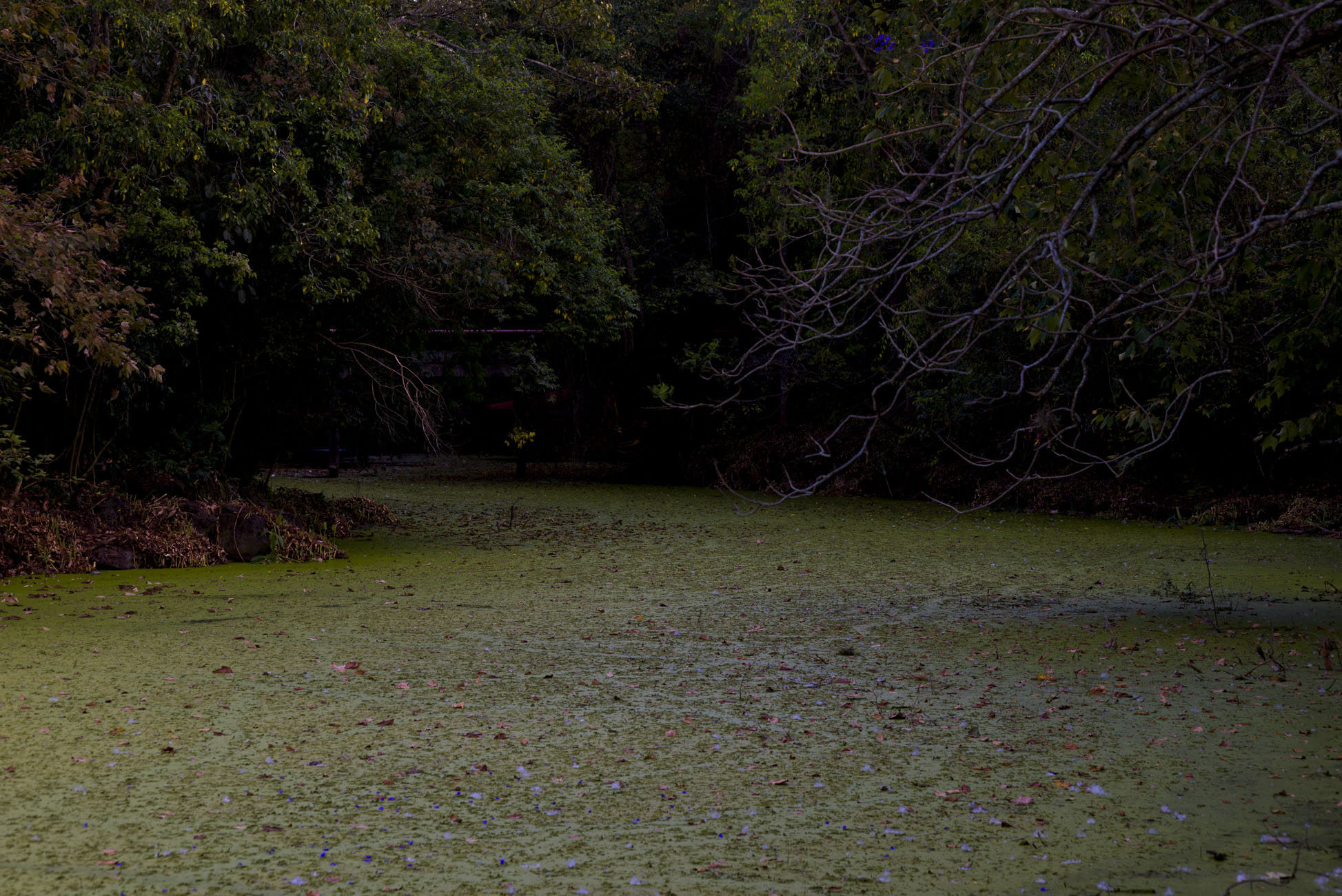 Grave contaminación amenaza el Lago de Las Ánimas en Xalapa