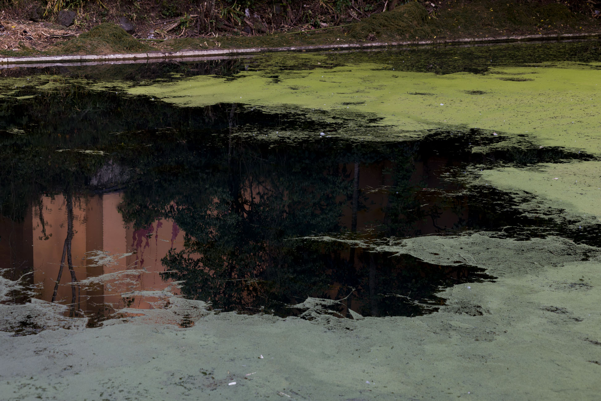 Grave contaminación amenaza el Lago de Las Ánimas en Xalapa